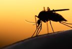 le zanzare possono trasmettere il coronvirus