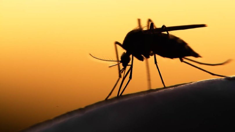 le zanzare possono trasmettere il coronvirus