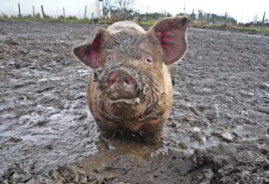 Perché ai maiali piace il fango