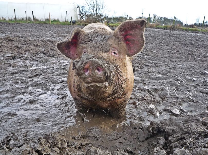 Perché ai maiali piace il fango
