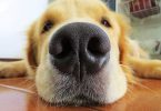 Perché i cani hanno il naso umido?