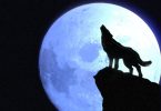perché i lupi ululano alla luna?