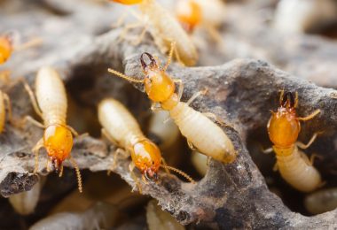Perché le termiti mangiano il legno