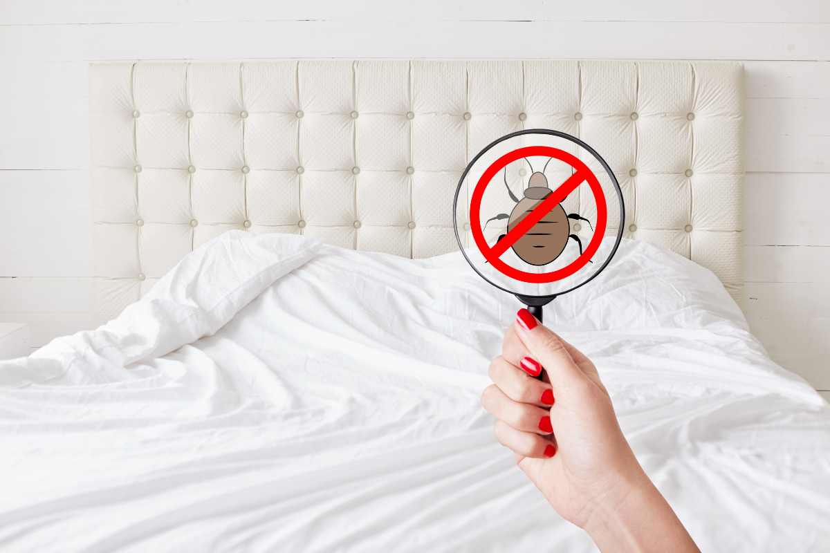 Evitare la contaminazione da cimici da letto