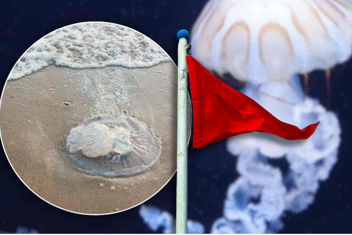 meduse pericolose nel mediterraneo?