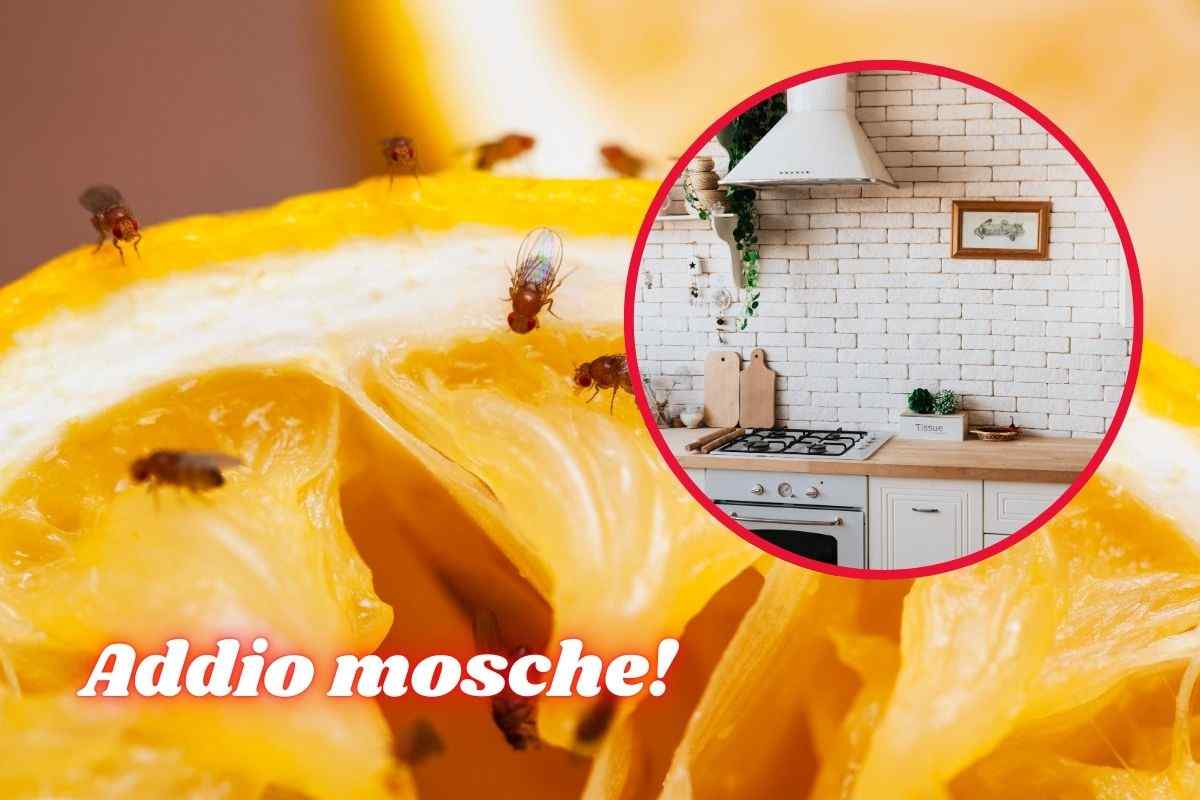 ingredienti cucina contro mosche